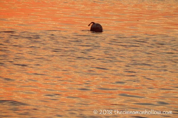 Jekyll Island Sunset Dolphin Tour Bird At Sunset