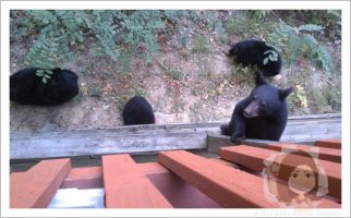 Bear cub climbing up on our upper deck.