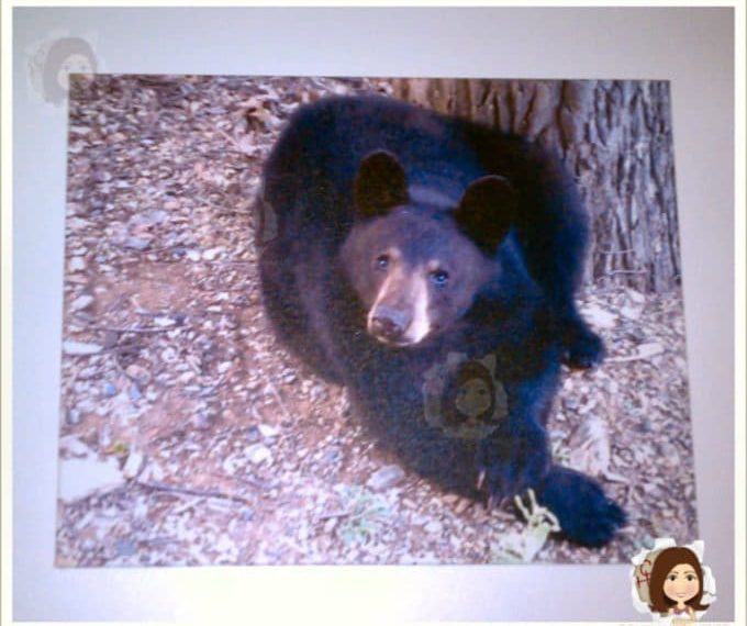 bear-canvas1.jpg