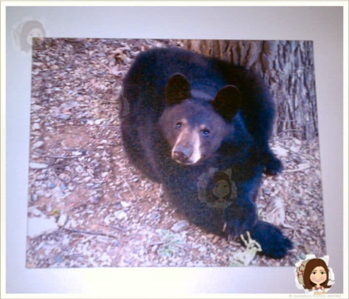 bear-canvas1.jpg
