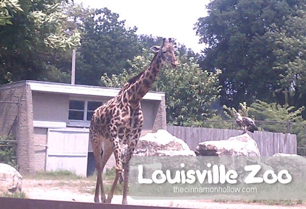 Louisville Zoo: Giraffe