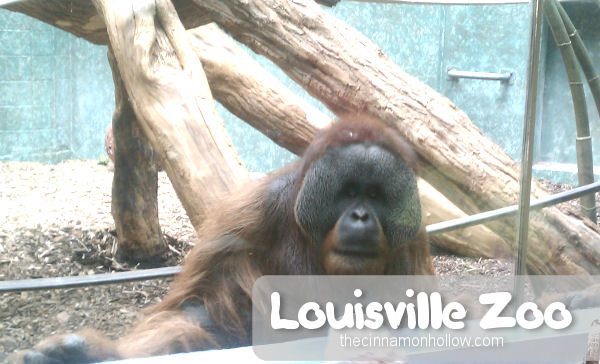 Louisville Zoo: Orangutan