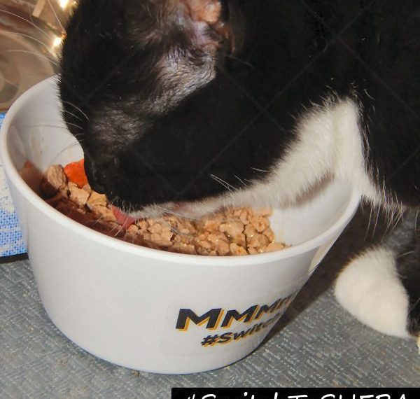 SHEBA Cat Food
