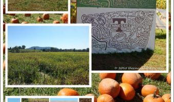 Oakes Family Farm Corn Maze and Pumpkin Patch