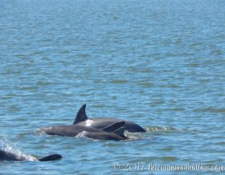 Jekyll Island Dolphin Tour Dolphins