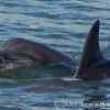 Dolphins - Jekyll Island Dolphin Tour