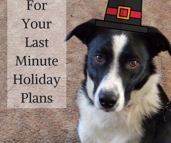 Pet Sitter Tips
