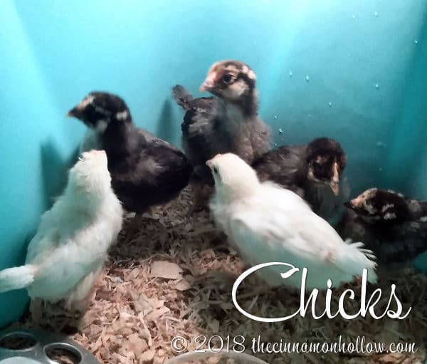 Baby Chicks - Raising Chickens