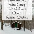 Chicken Coop - Raising Chickens