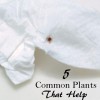 5 Common Plants That Help Repel Ticks