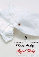 5 Common Plants That Help Repel Ticks