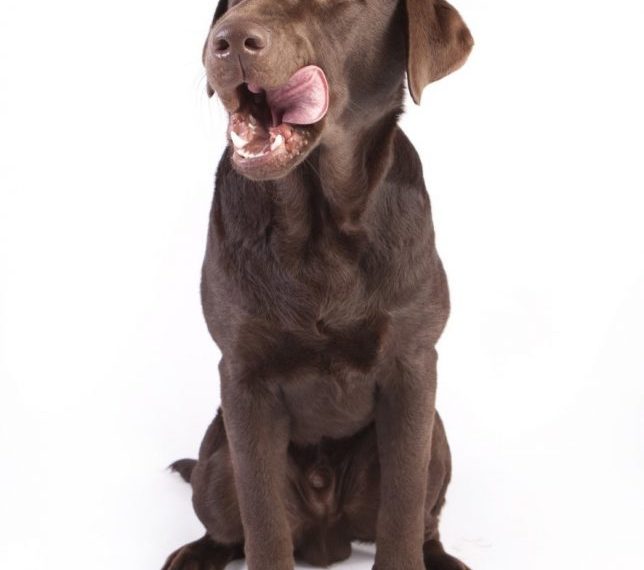How To Choose Dog Food