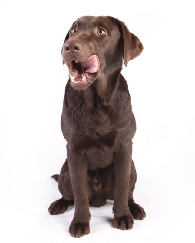 How To Choose Dog Food