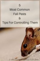 Common Pests: Pest Control