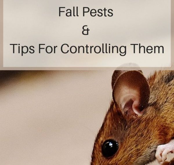 Common Pests: Pest Control