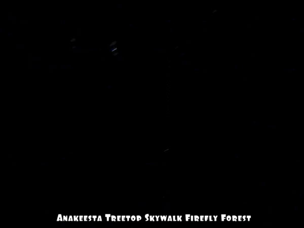 Treetop Skywalk Firefly Forest