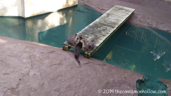 Ober Wildlife Encounter Otter