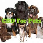 Is CBD Oil Holistapet The Best Brand For Your Pet?