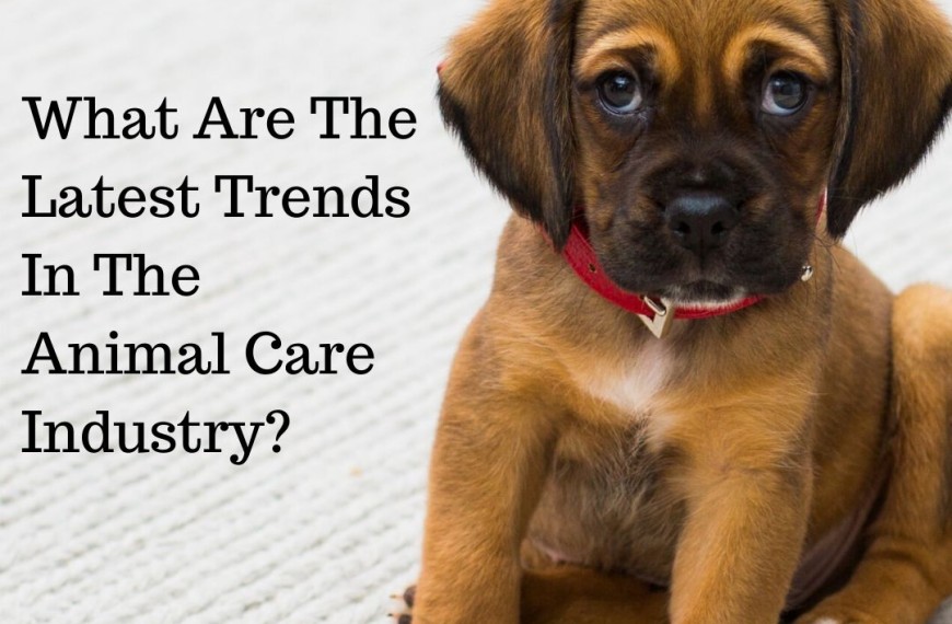 CBD For Pets