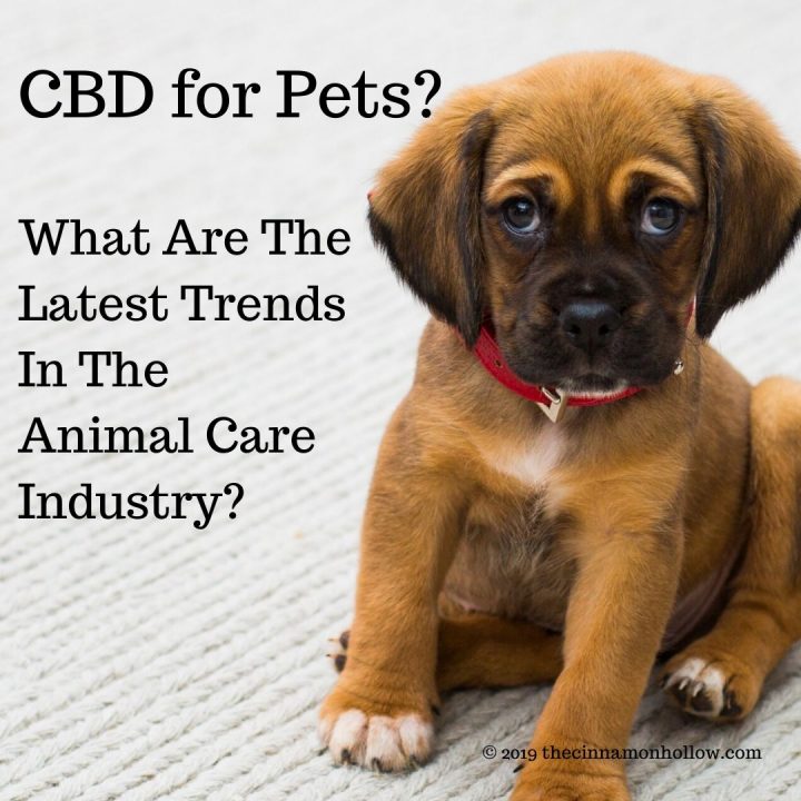 CBD for Pets? What are the Latest Trends in the Animal Care Industry?