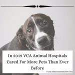 In 2019 VCA Animal Hospitals Cared For More Pets Than Ever Before