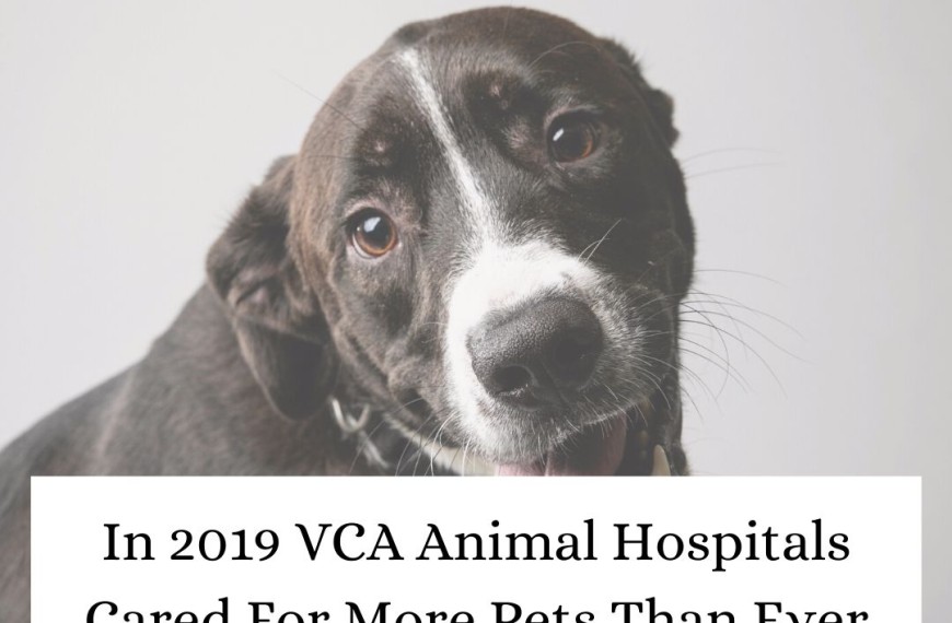 VCA Animal Hospitals