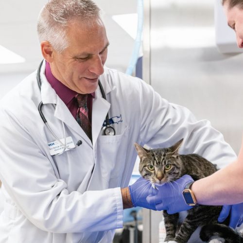 VCA Animal Hospitals - Animal Hospital Services
