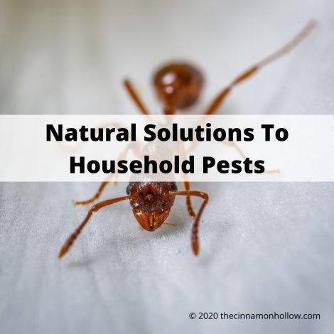 Natural Solutions To Household Pests