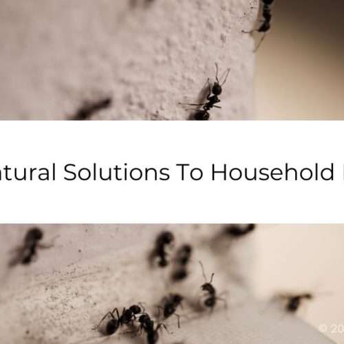Natural Solutions To Household Pests