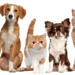 3 Ways To Care For Your Pet