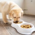 Simple Tips for Feeding Your Dog Correctly