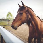 What You Need To Know Before Buying A Horse