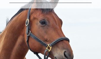 3 Essential Horse Supplies Every Owner Needs
