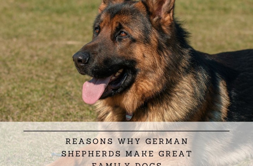 Reasons Why German Shepherds Make Great Family Dogs