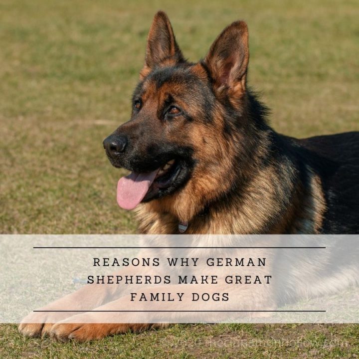 Reasons Why German Shepherds Make Great Family Dogs