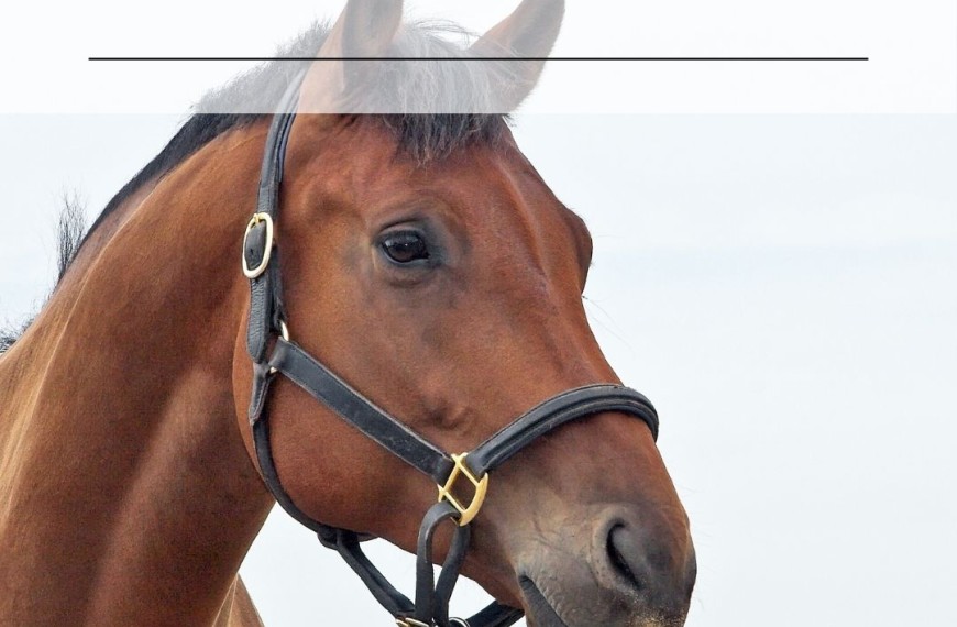 3 Facts About Horse Care