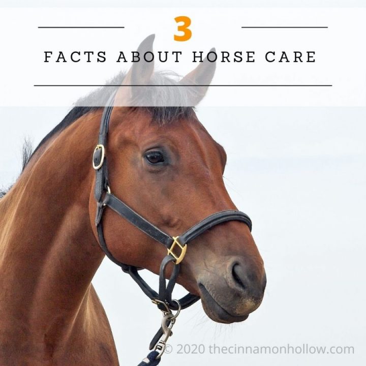 3 Facts About Horse Care