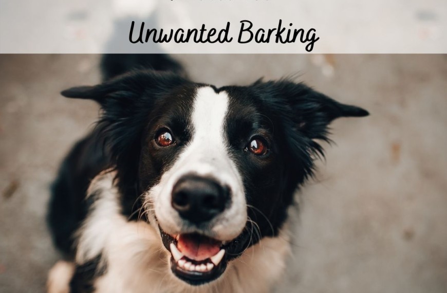 Proven Methods To Reduce Unwanted Barking