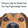 5 Reasons Why You Should Have Your Dog Professionally Trained