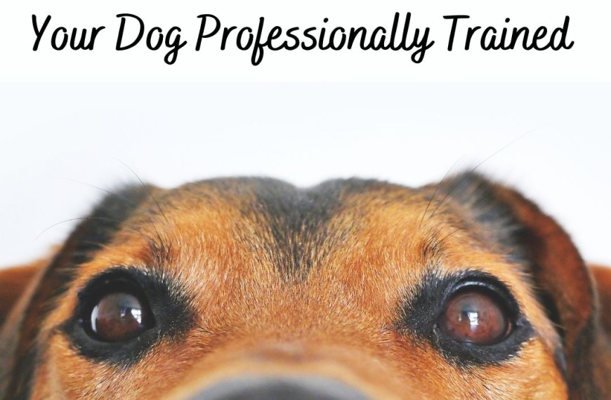 5 Reasons Why You Should Have Your Dog Professionally Trained