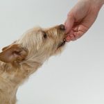 Human Foods You Should Never Feed Your Dog