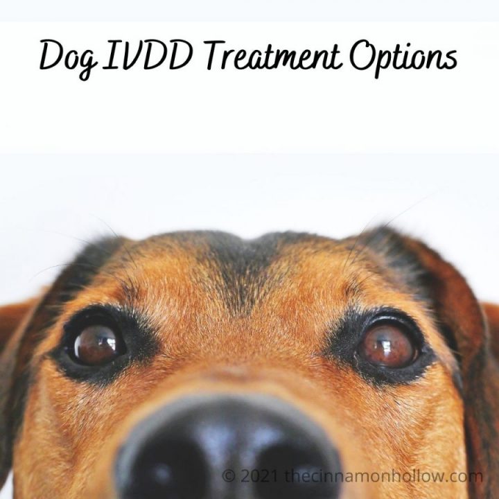 Dog IVDD Treatment Options