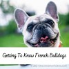 Getting To Know French Bulldogs