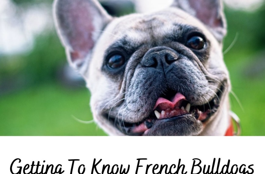 Getting To Know French Bulldogs