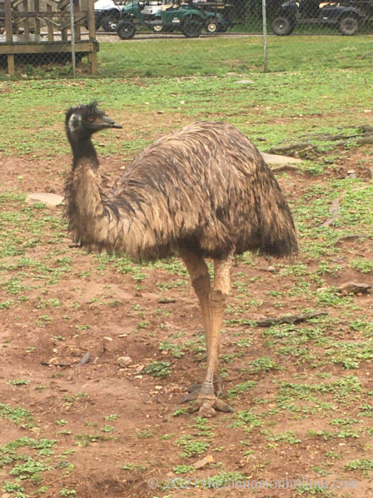 Kentucky Down Under Emu