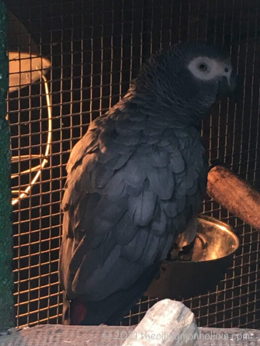 Kentucky Down Under Grey Macaw