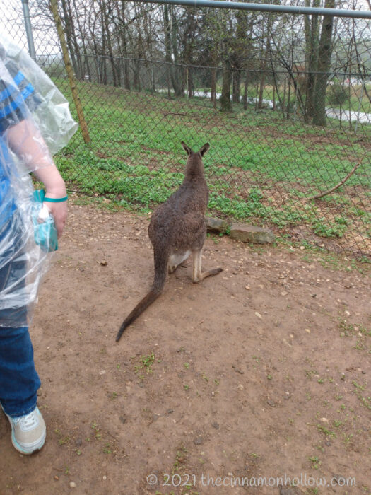 Kentucky Down Under Kangaroo