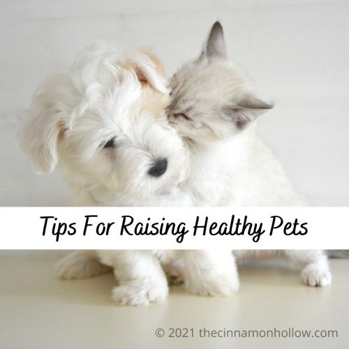 Animals - Tips For Raising Healthy Pets