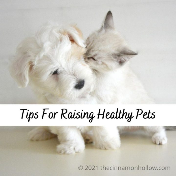 Animals - Tips For Raising Healthy Pets