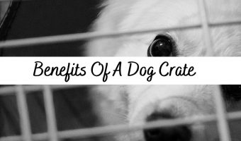 Benefits Of A Dog Cage